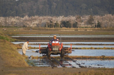 JAPAN, Chiba, Tako, "Mr and Mrs Katsumata, both over 70 years old, she drives tractor, preparing