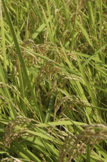 JAPAN, Chiba, Tako, Close up of Koshi Hikari rice in field ready to be harvested