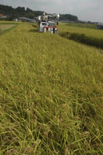 JAPAN, Chiba, Tako, Koshi Hikari rice being harvested with rice combine at work and the village in
