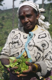 SRI LANKA, Near Haputale, Portrait of female tea picker holding a handful of tea leaves among