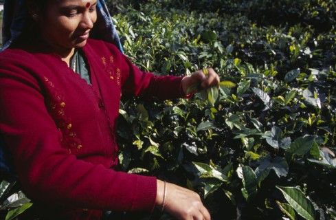 SRI LANKA, Agriculture, Tea, Female tea picker working on Labookellie Tea Estate near Nuwara Eliya