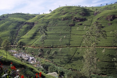 SRI LANKA, Near Nuwara Eliya, View over plantation on Labookellie Tea Estate