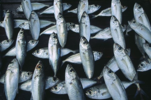 SRI LANKA, Weligama, Fish laid out to dry