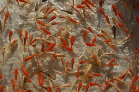 JAPAN, Chiba, Narita , Goldfish waiting to be caught by children during summer Gion Matsuri