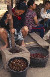 THAILAND, Chiang Mai Province, Mueng Keurt, Woman grinding coffee seeds to remove chaff