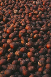 THAILAND, Chiang Mai Province, Mueng Keurt, Drying coffee seeds