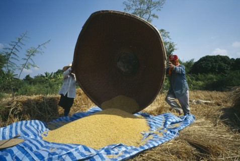 THAILAND, Lamphun Province, Ban San Kap Thong, Men tipping large bamboo basket full of harvested