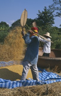 THAILAND, Lamphun Province, Ban Sap Kap Thong, Man tosses rice in the air as another winnows with