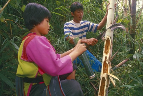 THAILAND, Chiang Rai Province, Mae Suai District, Doi Lan. Lisu girl collecting moth larvae from