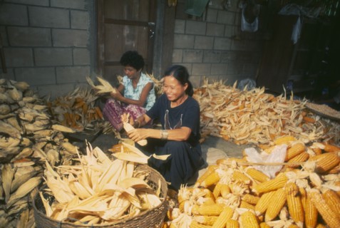 THAILAND, Chiang Mai Province, Muen Keurt, Woman shucking corn in a rural house