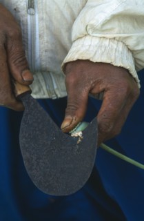 THAILAND, North, Papaveraceae Highland Area. Man scraping raw opium from pod