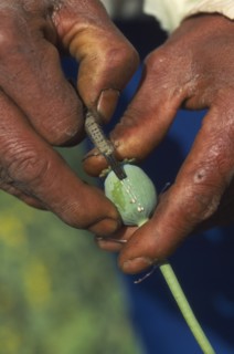 THAILAND, North, Papaveraceae Highland Area. Man incising a pod as raw opium oozes out
