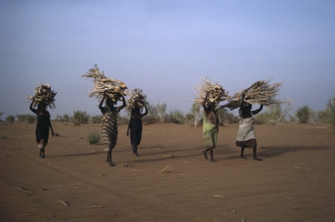 20064038 SUDAN  Work Women in desert area carrying bundles of firewood on their heads.