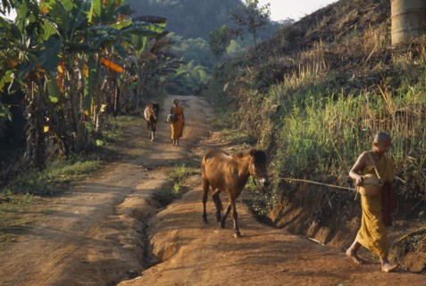 THAILAND, Wat Phra Acha Tong, Novice Buddhist monks from The Golden Horse Forest Monastery leading