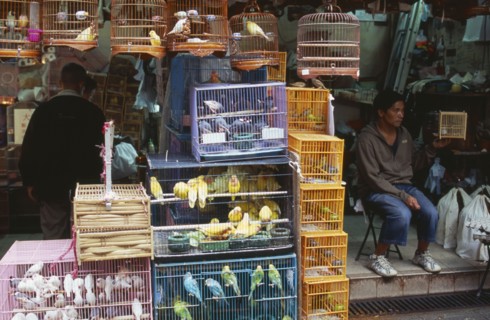 CHINA, Hong Kong, Kowloon.  Yuen Po Street Bird Garden.  Vendor on step of open fronted shop