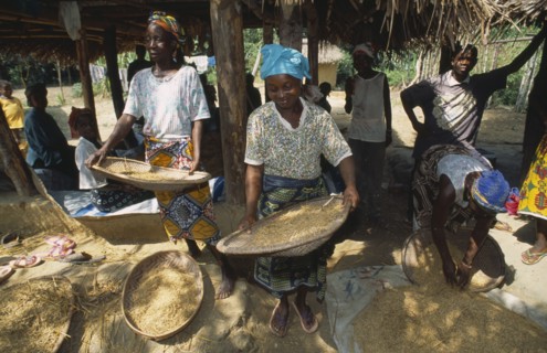 LIBERIA   , Margibi, Wohn, Women winnowing grain.
