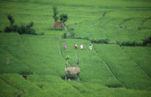 INDONESIA, Bali, Karangasem District, Tirtagangga.  People working in rice terraces.