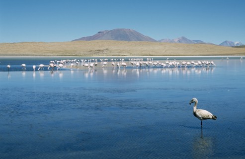 BOLIVIA, Altiplano, General, Flamingoes on lake with distant mountains beyond.