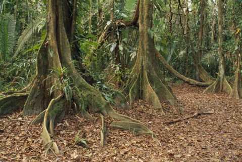 BELIZE, General, Cockscomb Basin Wildlife Sanctuary.  Buttress roots of Rainforest Kaway Tree in