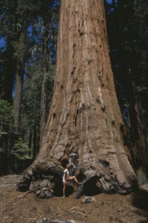 USA, California, Sierra Nevada, "Sequoia National Park.  Woman tourist at base of Giant Sequoia