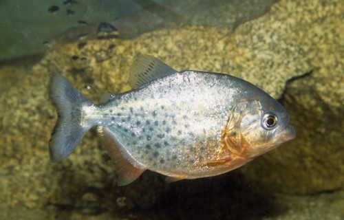 SEALIFE, Fish, "Red Piranha, Serrasalmus species."