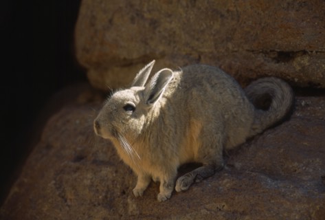 BOLIVIA, General, "Mountain Viscacha, Lagidium peruanum.  Mountain dwelling rodent of the