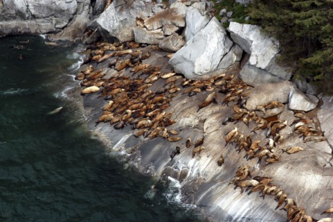 USA, Alaska, Juneau, Colony of seals resting on rugged coastal rocks