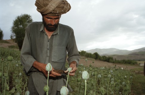 AFGHANISTAN, Badkshan Province, Opium Poppy harvest with two Muslim men working in field.