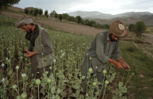 AFGHANISTAN, Badkshan Province, Opium Poppy harvest with two Muslim men working in field.