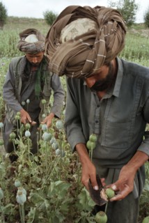 AFGHANISTAN, Badkshan Province, Opium Poppy harvest with two Muslim men working in field.