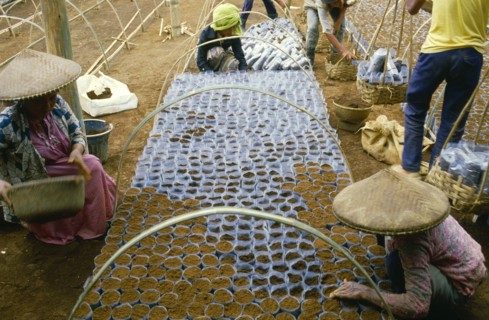 INDONESIA, Java, Cukul Tea Estate. Nursery workers with seedling bags.