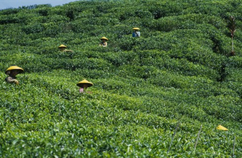 INDONESIA, Java, Cukul Tea Estate. Pickers working in field wearing yellow conical hats.