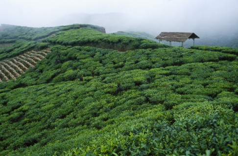 INDONESIA, Java, Cukul Tea Estate South Division. View across lush green crops with a shelter.