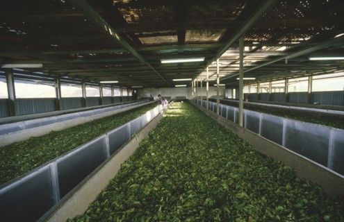 INDONESIA, Java, Cukul Tea Estate. Tea leaves in drying loft.