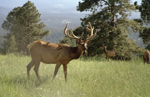 USA, Colorado, Elks in country landscape