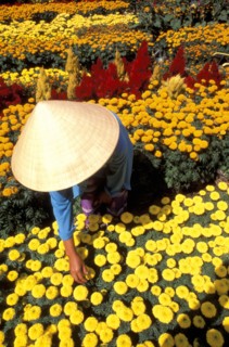 VIETNAM, Mekong Delta, Woman in flower garden
