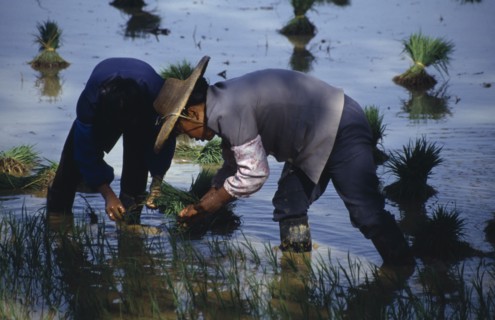 CHINA, Yunnan Province, Agriculture, Transplanting rice in paddy field on the outskirts of Kunming.