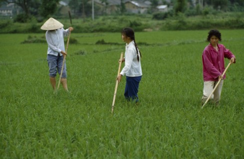 CHINA, Agriculture, Rice cultivation.