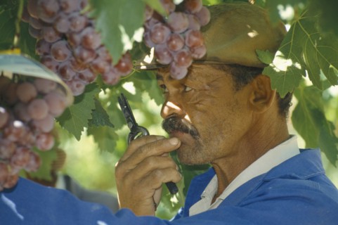 SOUTH AFRICA, Western Cape, Paarl, Worker on farm growing table grapes for export.