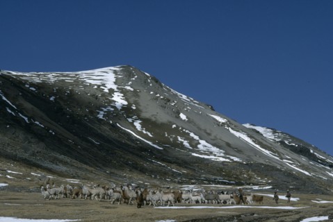 PERU, Cordillera Vilcanota, Shepherds releasing their alpaca herd to graze.