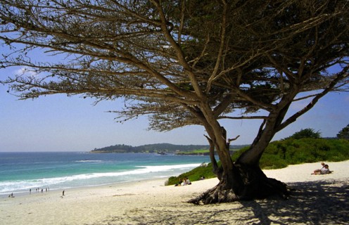 USA, California, Carmel, Carmel Beach with tree in the foreground and coastline leading off into