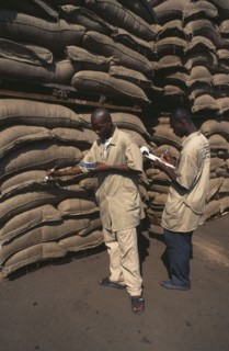 Ivory Coast, San Pedro Port, Men testing sacks of Cocoa for humidity.