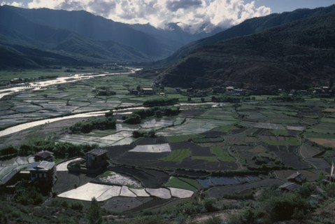 BHUTAN, Paro Valley, Paro, Paddy fields in agricultural landscape of the Paro Valley