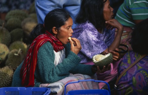 INDONESIA, Sumatra, Berastagni, Karo Batak woman eating durian fruit at market in town in the Karo