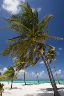 WEST INDIES, St Vincent & The Grenadines, Palm Island, Coconut trees on the beach at Palm Island