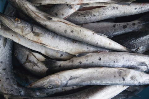 WEST INDIES, St Vincent & The Grenadines, Canouan, Barracuda in the local fish market