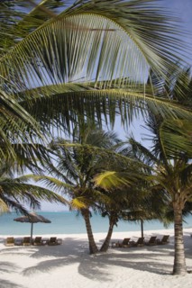 WEST INDIES, St Vincent & The Grenadines, Canouan, Coconut trees shelters and sunbeds on Jambu