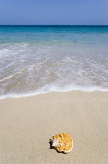 WEST INDIES, St Vincent & The Grenadines, Canouan, Conch shell on beach at Grand Bay