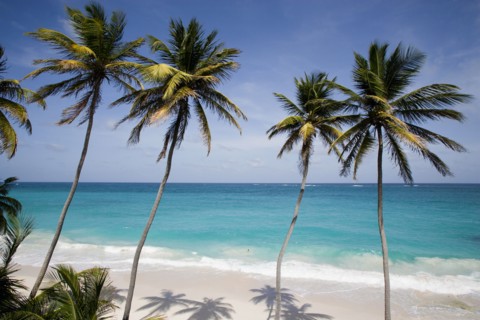 WEST INDIES, Barbados, St Philip, Coconut palm trees on the beach at Bottom Bay with man swimming