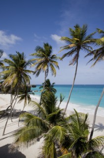 WEST INDIES, Barbados, St Philip, Coconut palm trees on the beach at Bottom Bay